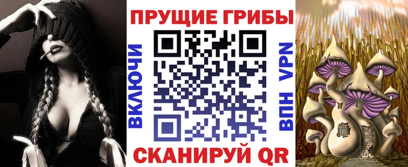 Псилоцибиновые грибы Cubensis  Тосно 